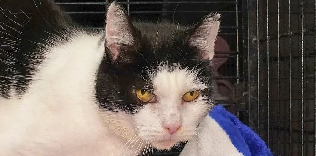 Sharon, Mixed Breed for adoption at Schronisko Sopotkowo (Sopot)