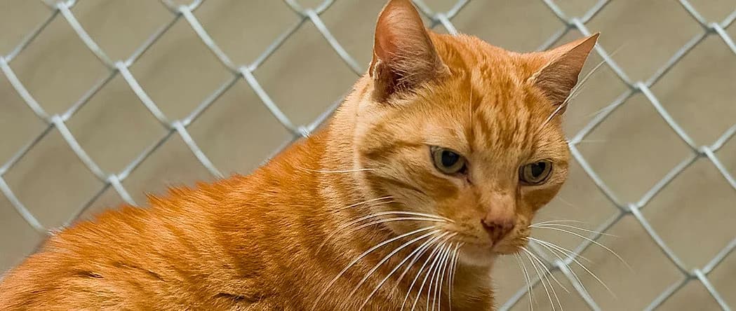 Simba, male senior mixed breed for adoption at Schronisko Sopotkowo (Sopot)
