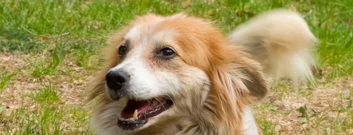 Stella, female young mixed breed for adoption at Schronisko Sopotkowo (Sopot)