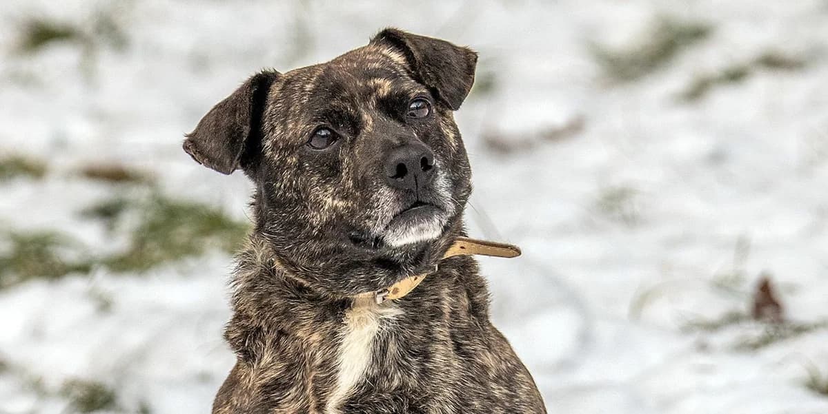 Tigerek, Mixed Breed for adoption at Schronisko Sopotkowo (Sopot)