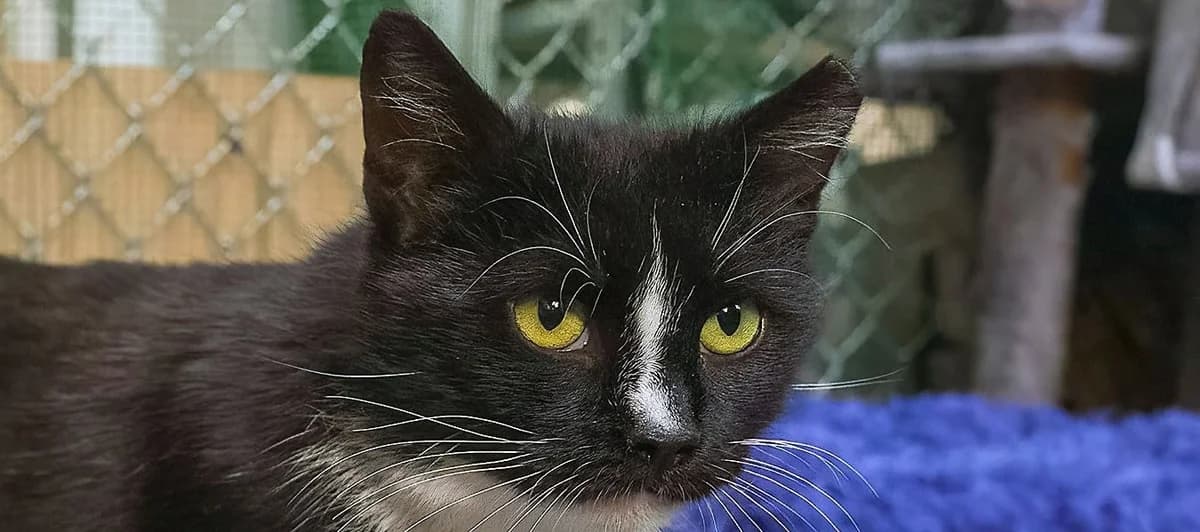 Tika, female 3yo mixed breed for adoption at Schronisko Sopotkowo (Sopot)
