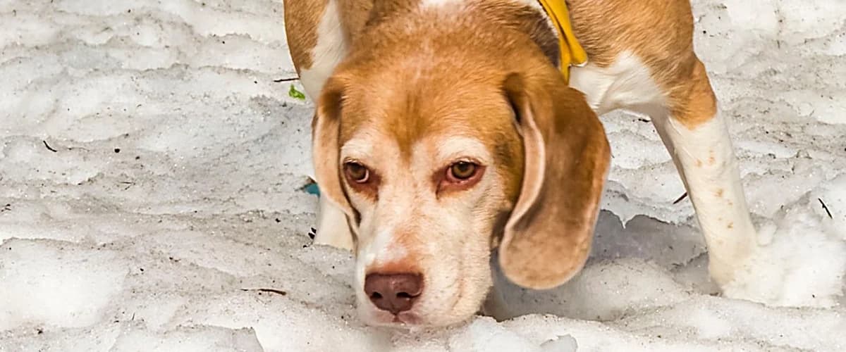 Tony, male Beagle for adoption