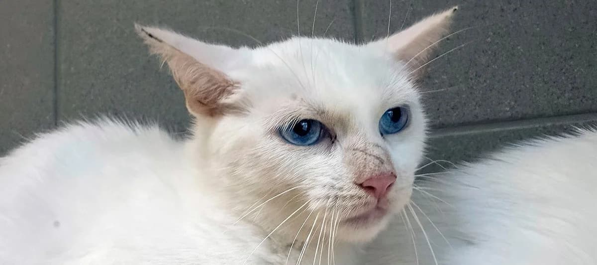 Wintery, Mixed Breed for adoption at Schronisko Sopotkowo (Sopot)