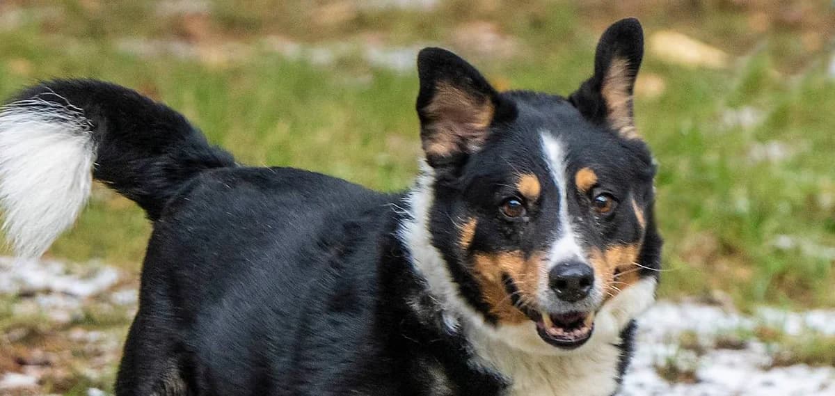 Wolly, Mixed Breed for adoption at Schronisko Sopotkowo (Sopot)