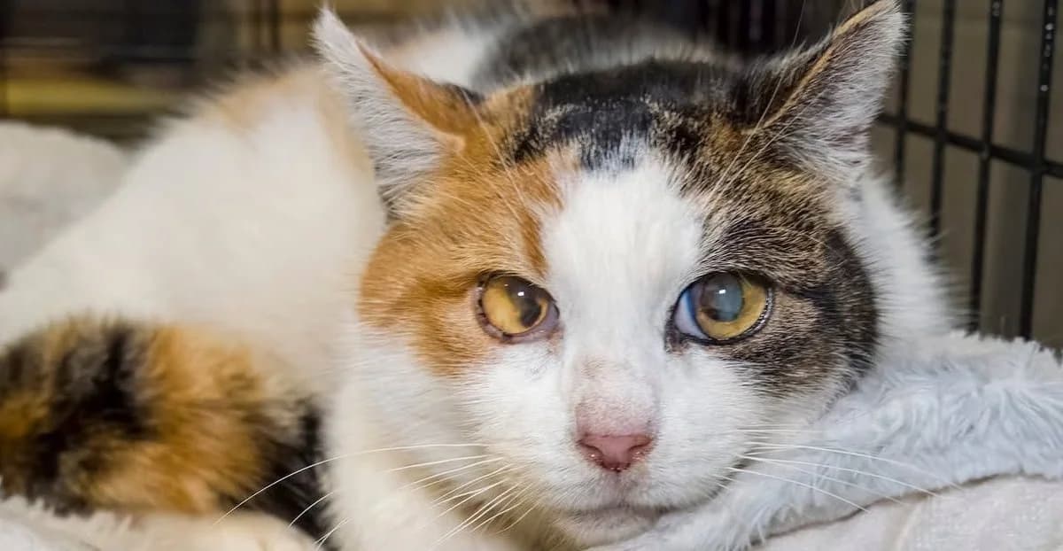 Yumi, Mixed Breed for adoption at Schronisko Sopotkowo (Sopot)