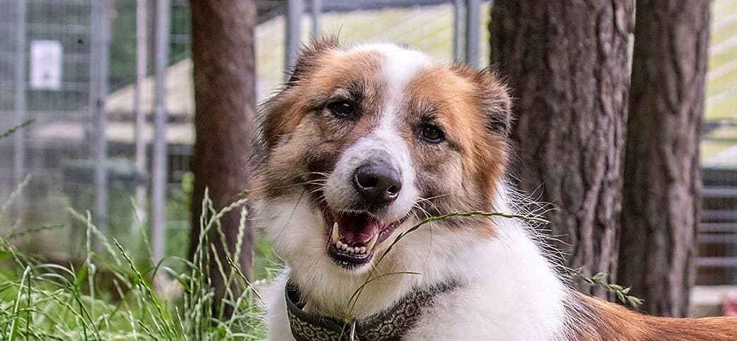 Zaj, senior Mixed Breed for adoption at Schronisko Sopotkowo (Sopot)