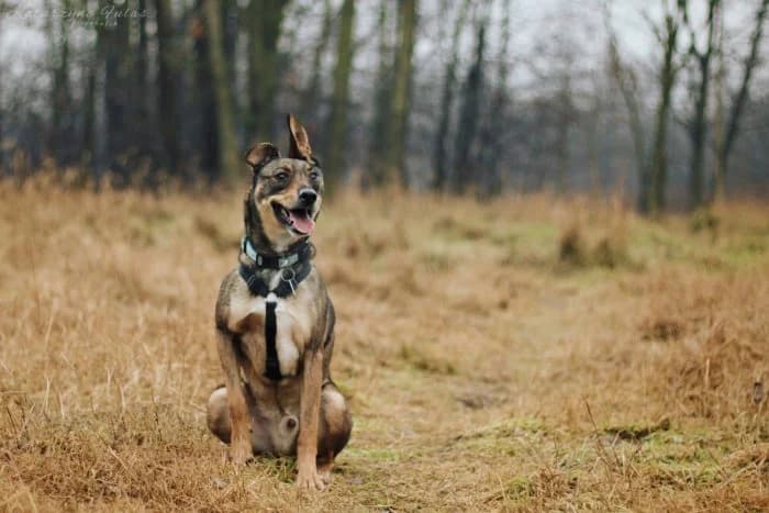 Bugs 611/2023 Moim, male senior Mixed Breed for adoption at Schronisko Sosnowiec, Sosnowiec