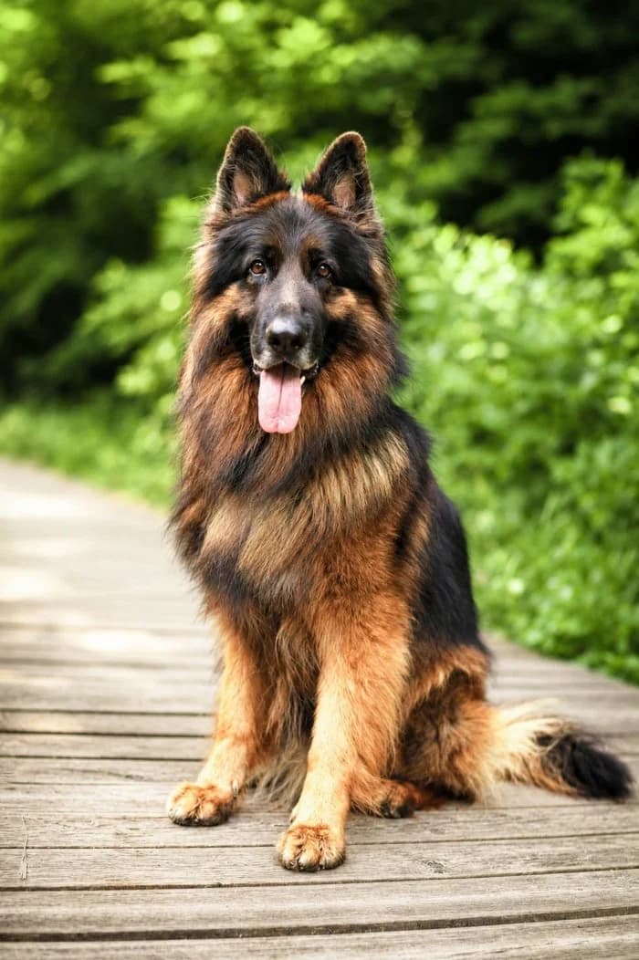 Gor 309/2024 Moimi, male 7yo Mixed Breed for adoption at Schronisko Sosnowiec, Sosnowiec