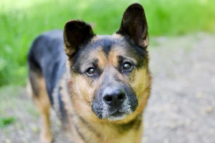 Azot 395/2024 Moją, male senior Mixed Breed for adoption at Schronisko Sosnowiec, Sosnowiec