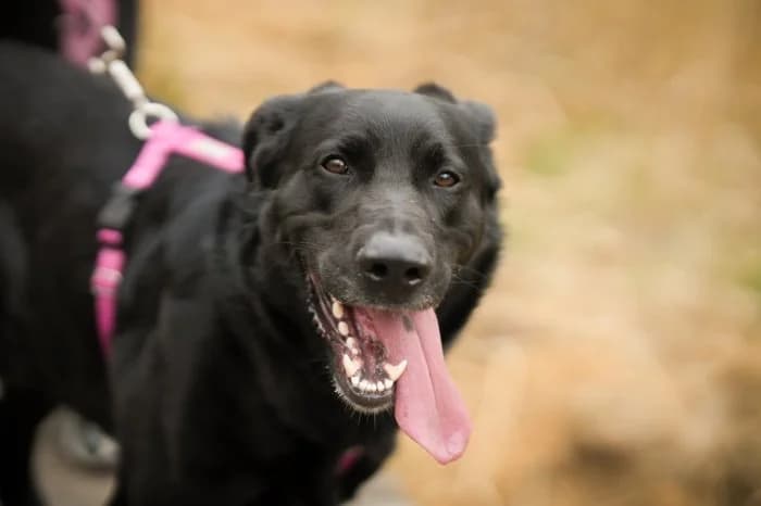 Dżeki 504/2025 Moim, male 3yo Mixed Breed for adoption at Schronisko Sosnowiec, Sosnowiec