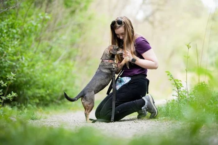 Pinki 519/2025 Moim, female senior Mixed Breed for adoption at Schronisko Sosnowiec, Sosnowiec