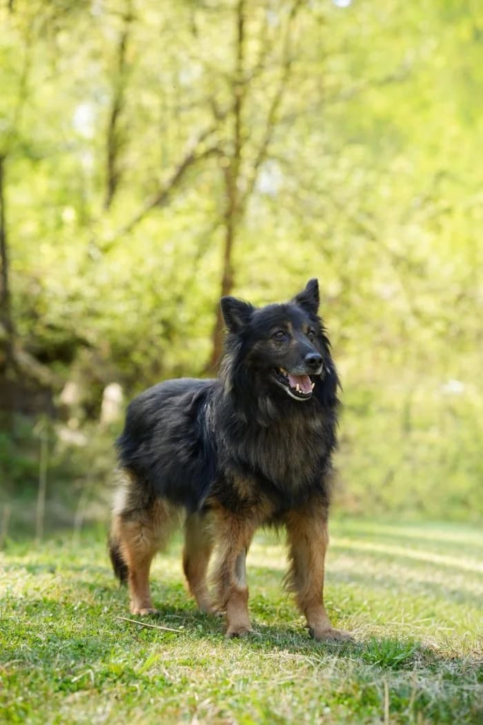 Tarzan 53/2026 Moim, male 5yo Mixed Breed for adoption at Schronisko Sosnowiec, Sosnowiec