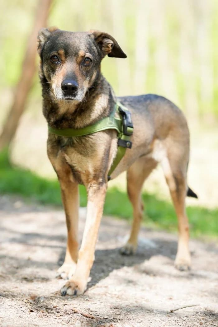 Nina 94/2026 Moim, female 5yo Mixed Breed for adoption at Schronisko Sosnowiec, Sosnowiec
