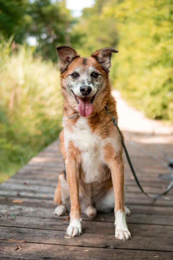 Kaczor 214/2026 Moimi, male senior Mixed Breed for adoption at Schronisko Sosnowiec, Sosnowiec