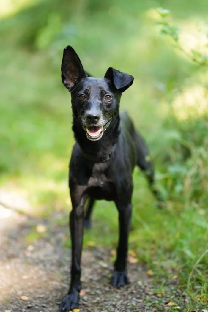 Eddie 237/2026 Szukam, male 4yo Mixed Breed for adoption at Schronisko Sosnowiec, Sosnowiec