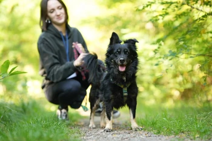 Wiktor 306/2026 Szukam, male senior Mixed Breed for adoption at Schronisko Sosnowiec, Sosnowiec
