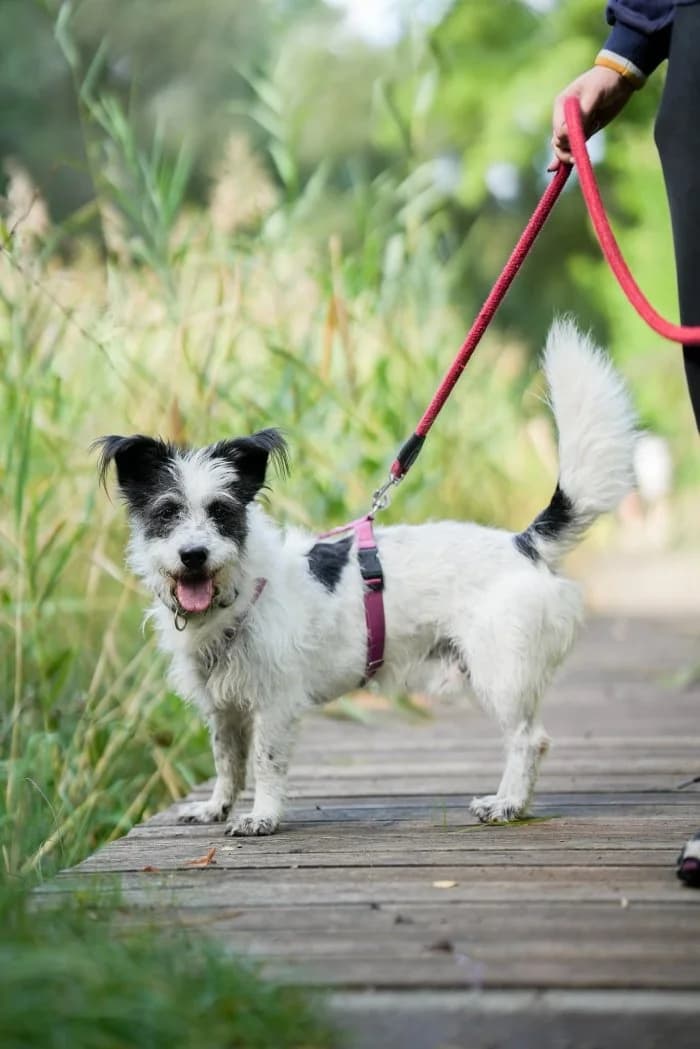 Kubuś Vel, male 7yo Mixed Breed for adoption at Schronisko Sosnowiec, Sosnowiec
