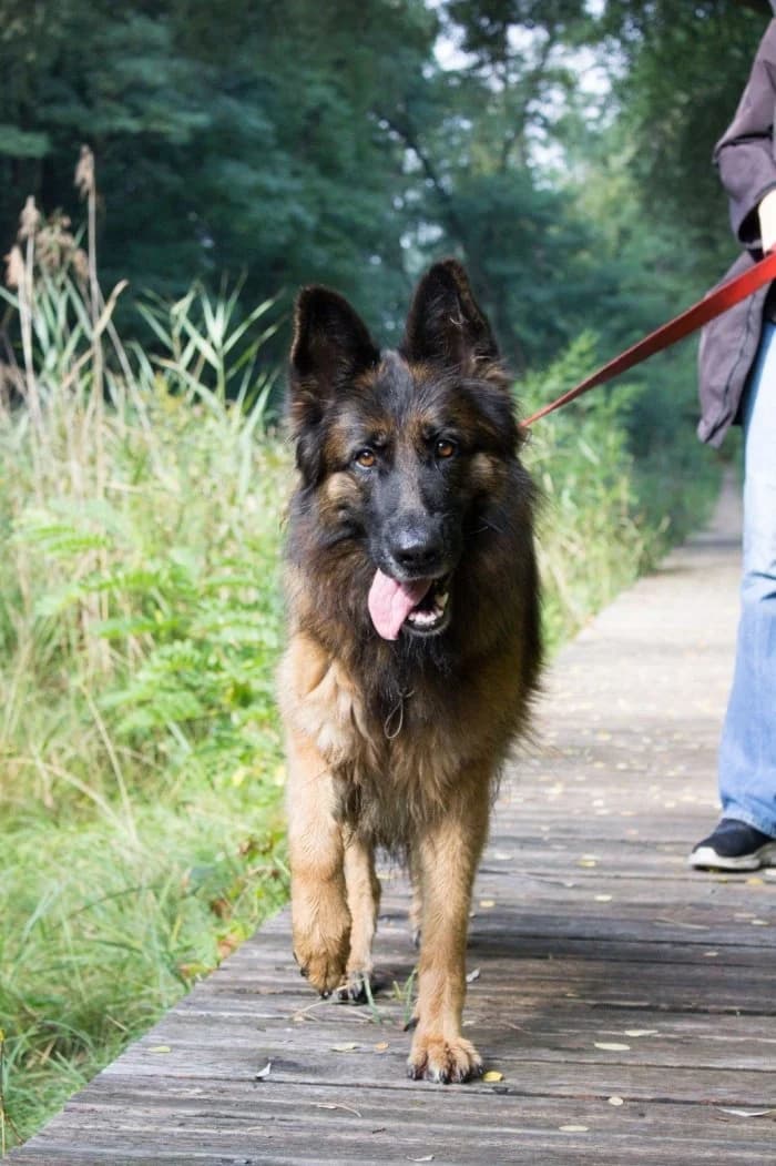 Lila 336/2026 Moim, female 4yo Mixed Breed for adoption at Schronisko Sosnowiec, Sosnowiec