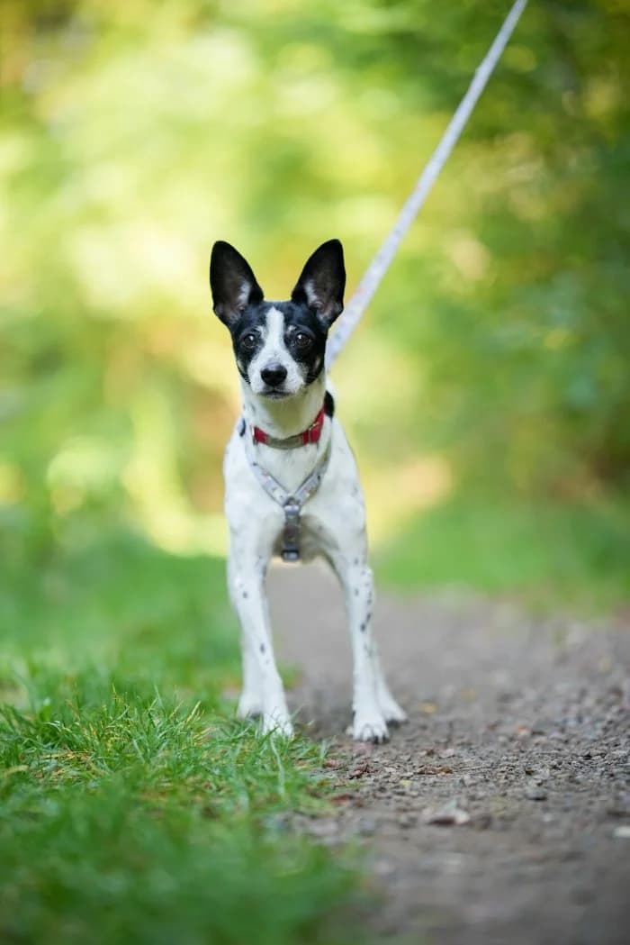 Majka 368/2026 Szukam, female 6yo Mixed Breed for adoption at Schronisko Sosnowiec, Sosnowiec