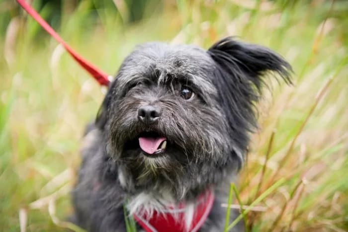 Gizmo 380/2026 Moim, male 4yo Mixed Breed for adoption at Schronisko Sosnowiec, Sosnowiec
