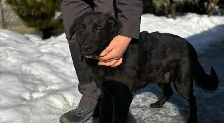 Węgiel, male 6yo Mixed Breed for adoption at Schronisko dla Zwierząt w Suwałkach – e-schronisko.pl, Suwałki