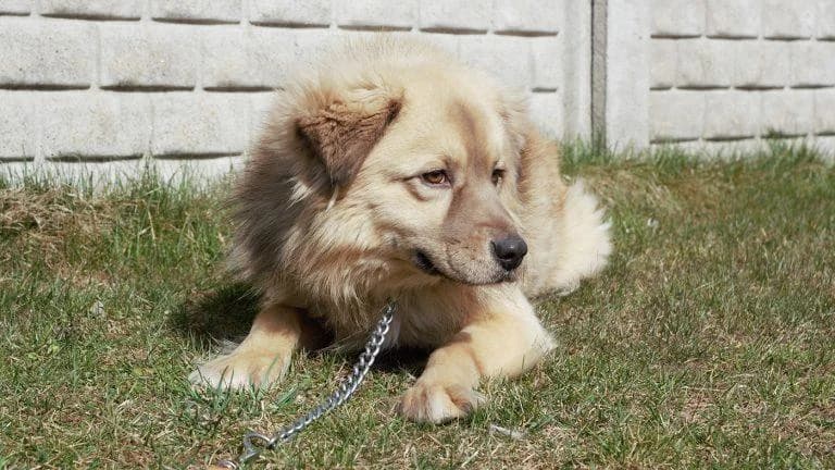 Arest, male senior Mixed Breed for adoption at Schronisko dla Zwierząt w Suwałkach – e-schronisko.pl, Suwałki