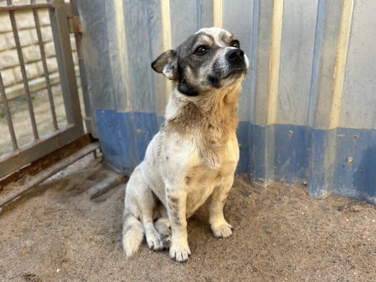 Tobik, male 7yo Mixed Breed for adoption at Schronisko dla Zwierząt w Suwałkach – e-schronisko.pl, Suwałki