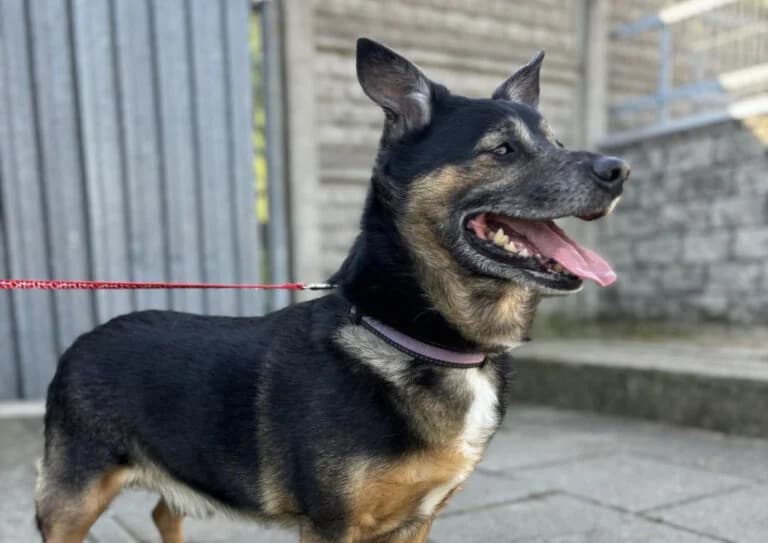 Mecenas, male 7yo Mixed Breed for adoption at Schronisko dla Zwierząt w Suwałkach – e-schronisko.pl, Suwałki
