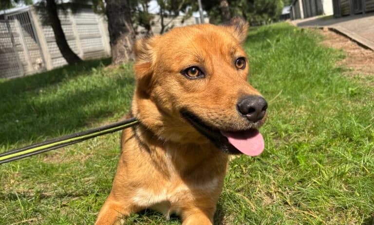 Tobik, male young Mixed Breed for adoption at Schronisko dla Zwierząt w Suwałkach – e-schronisko.pl, Suwałki