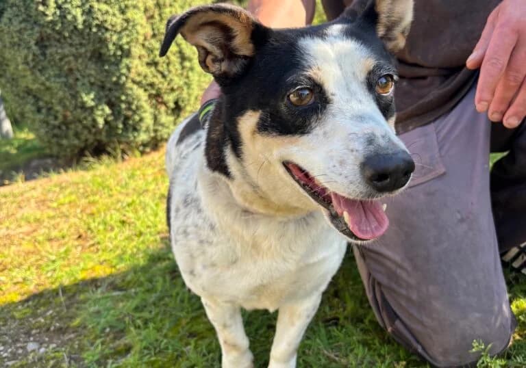 Kropka, female 5yo Mixed Breed for adoption at Schronisko dla Zwierząt w Suwałkach – e-schronisko.pl, Suwałki
