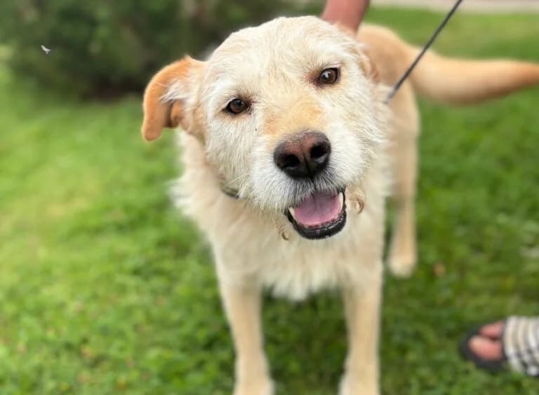 Biszkopt, male 5yo Mixed Breed for adoption at Schronisko dla Zwierząt w Suwałkach – e-schronisko.pl, Suwałki