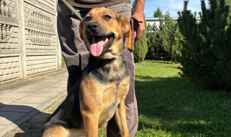 Tomira, female 3yo Mixed Breed for adoption at Schronisko dla Zwierząt w Suwałkach – e-schronisko.pl, Suwałki
