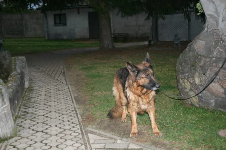 X, Mixed Breed for adoption at Schronisko dla Zwierząt w Suwałkach – e-schronisko.pl, Suwałki
