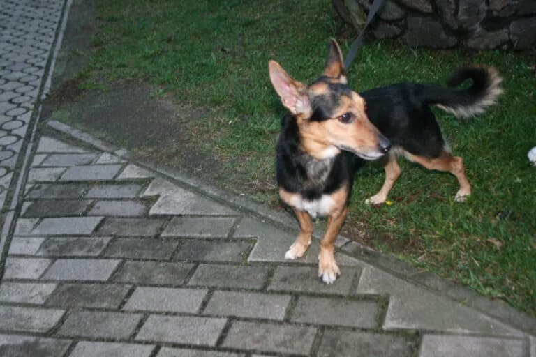 X, Mixed Breed for adoption at Schronisko dla Zwierząt w Suwałkach – e-schronisko.pl, Suwałki