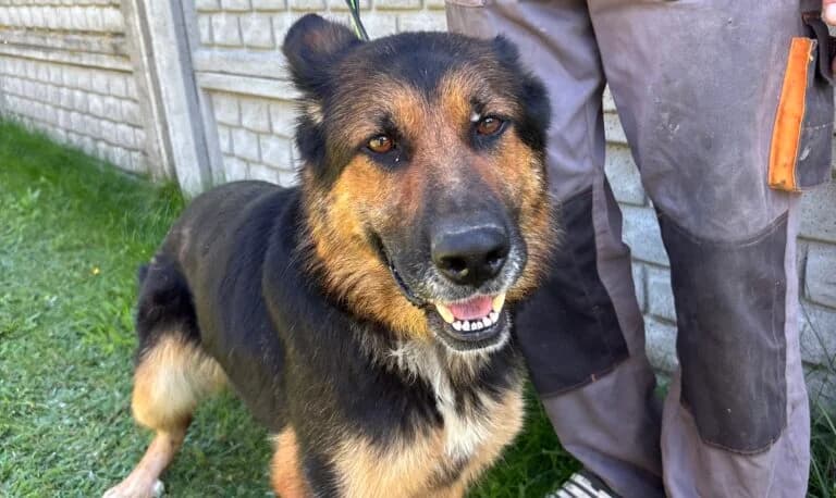 Aresa, female 7yo Mixed Breed for adoption at Schronisko dla Zwierząt w Suwałkach – e-schronisko.pl, Suwałki