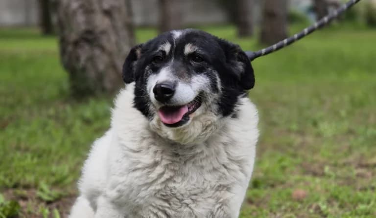 Frania, female 5yo Mixed Breed for adoption at Schronisko dla Zwierząt w Suwałkach – e-schronisko.pl, Suwałki