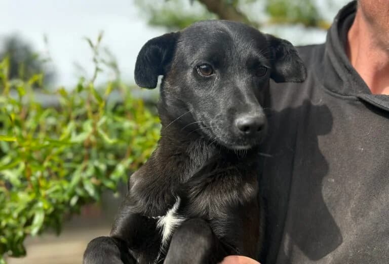 Kira, female young Mixed Breed for adoption at Schronisko dla Zwierząt w Suwałkach – e-schronisko.pl, Suwałki
