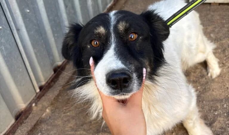 Kropek, male 4yo Mixed Breed for adoption at Schronisko dla Zwierząt w Suwałkach – e-schronisko.pl, Suwałki