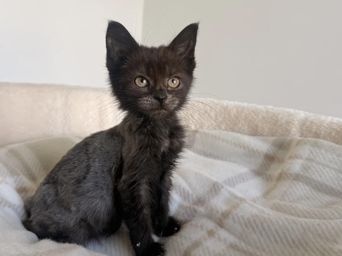 BATMAN DT, puppy Mixed Breed for adoption at Schronisko Świdnica