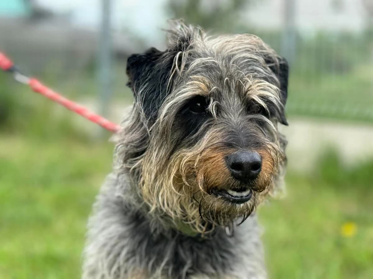 CZIKO, male 6yo Mixed Breed for adoption at Schronisko Świdnica