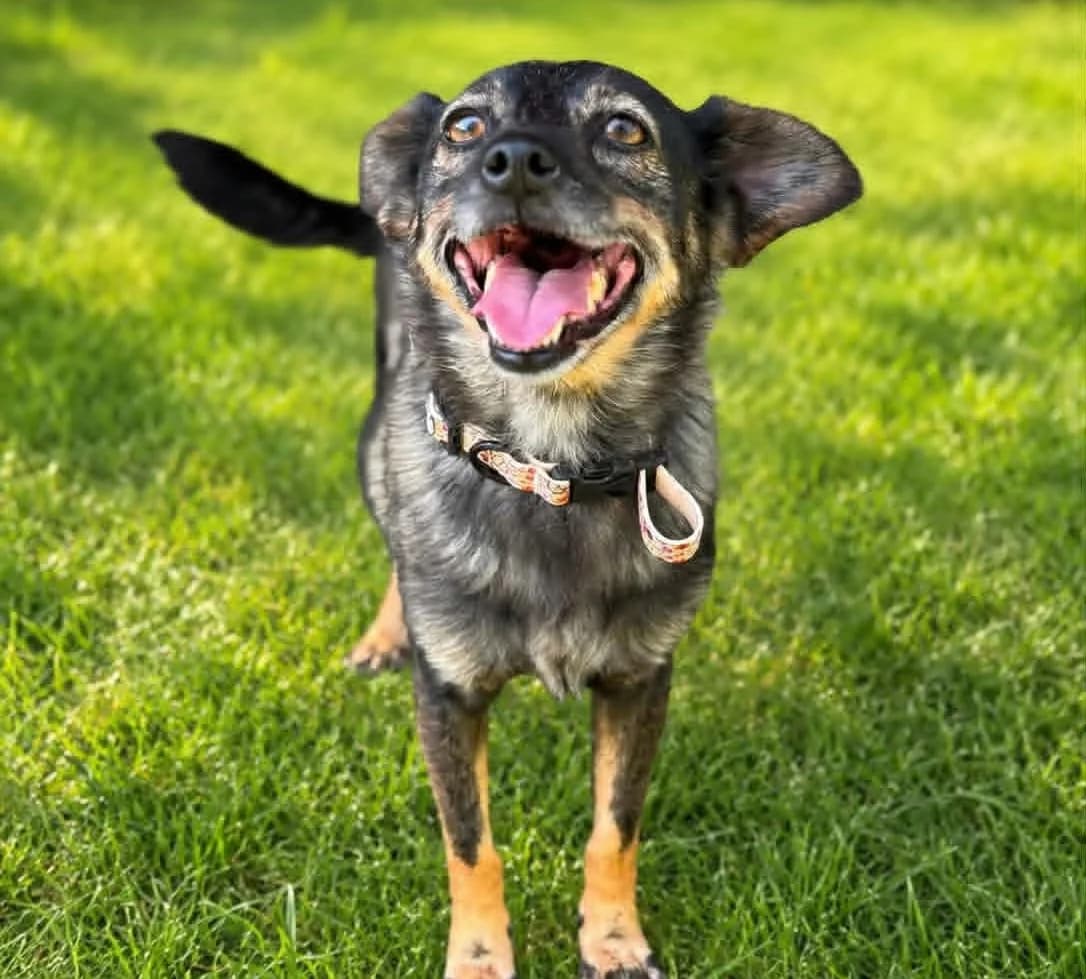 SAGA DT, 6yo Mixed Breed for adoption at Schronisko Świdnica