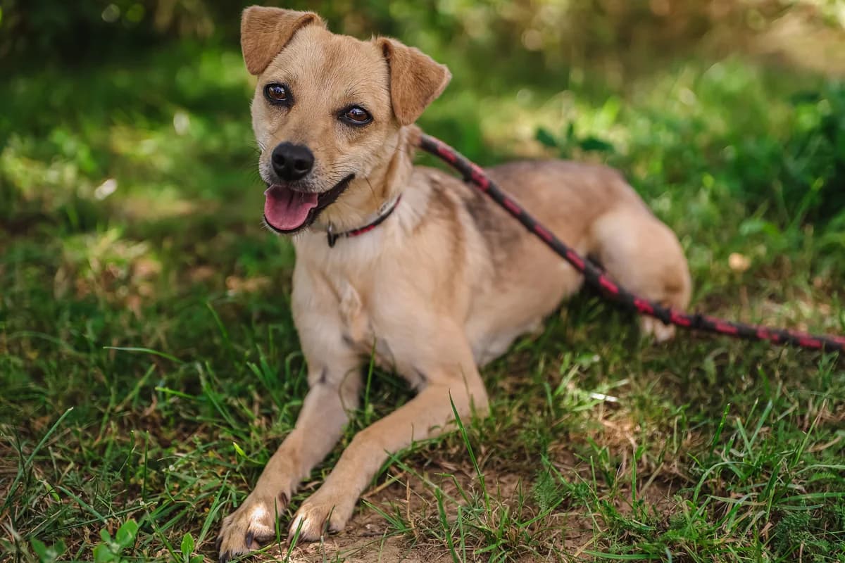 FOCZKA DT, young Mixed Breed for adoption at Schronisko Świdnica