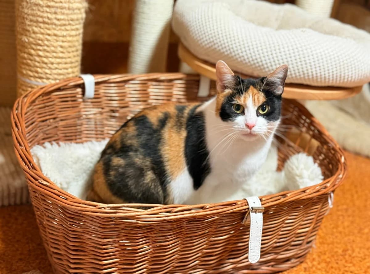 GINGER DT, Mixed Breed for adoption at Schronisko Świdnica