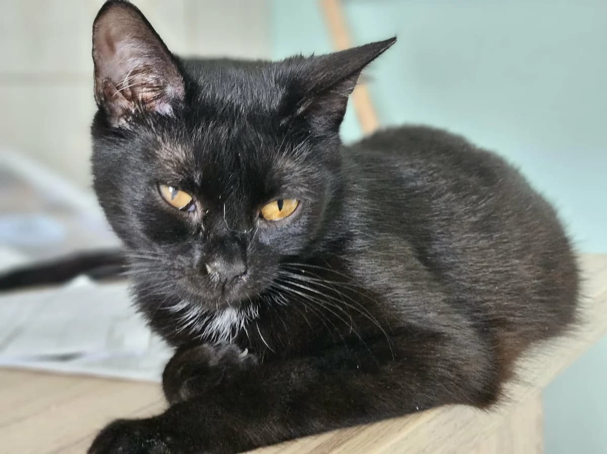 DAFNE DT, young Mixed Breed for adoption at Schronisko Świdnica