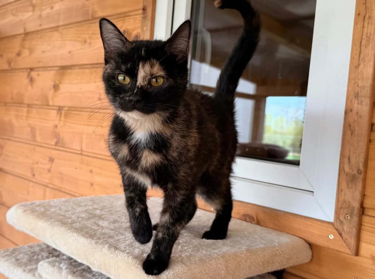 SOLA DT, young Mixed Breed for adoption at Schronisko Świdnica