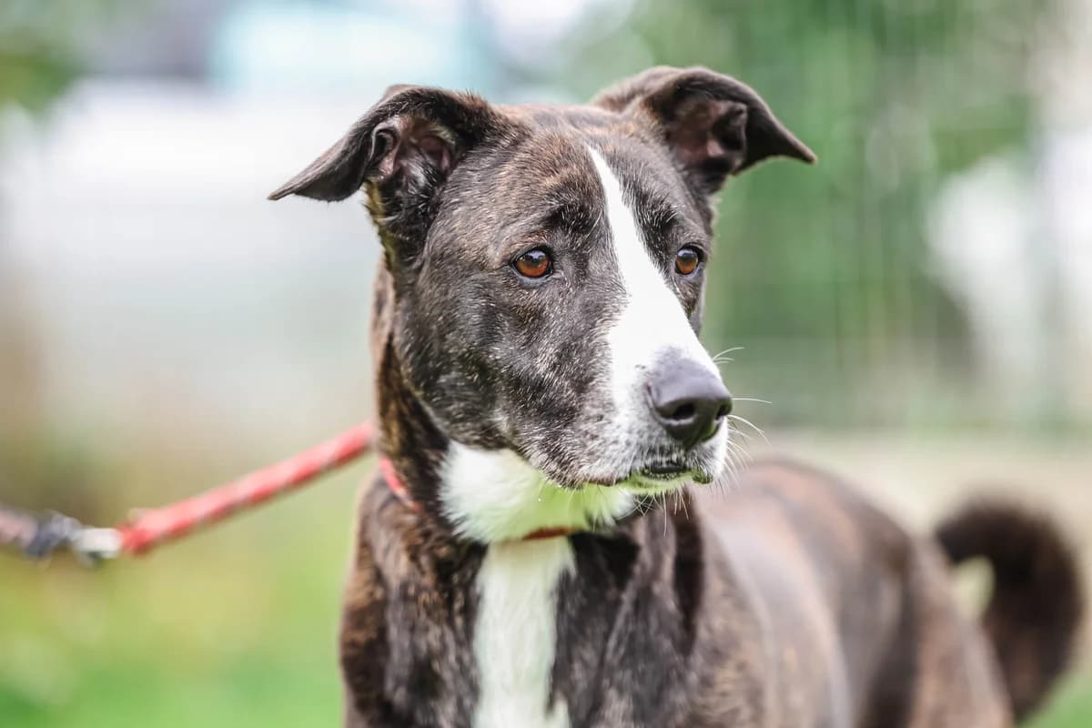 LANA, 6yo Mixed Breed for adoption at Schronisko Świdnica