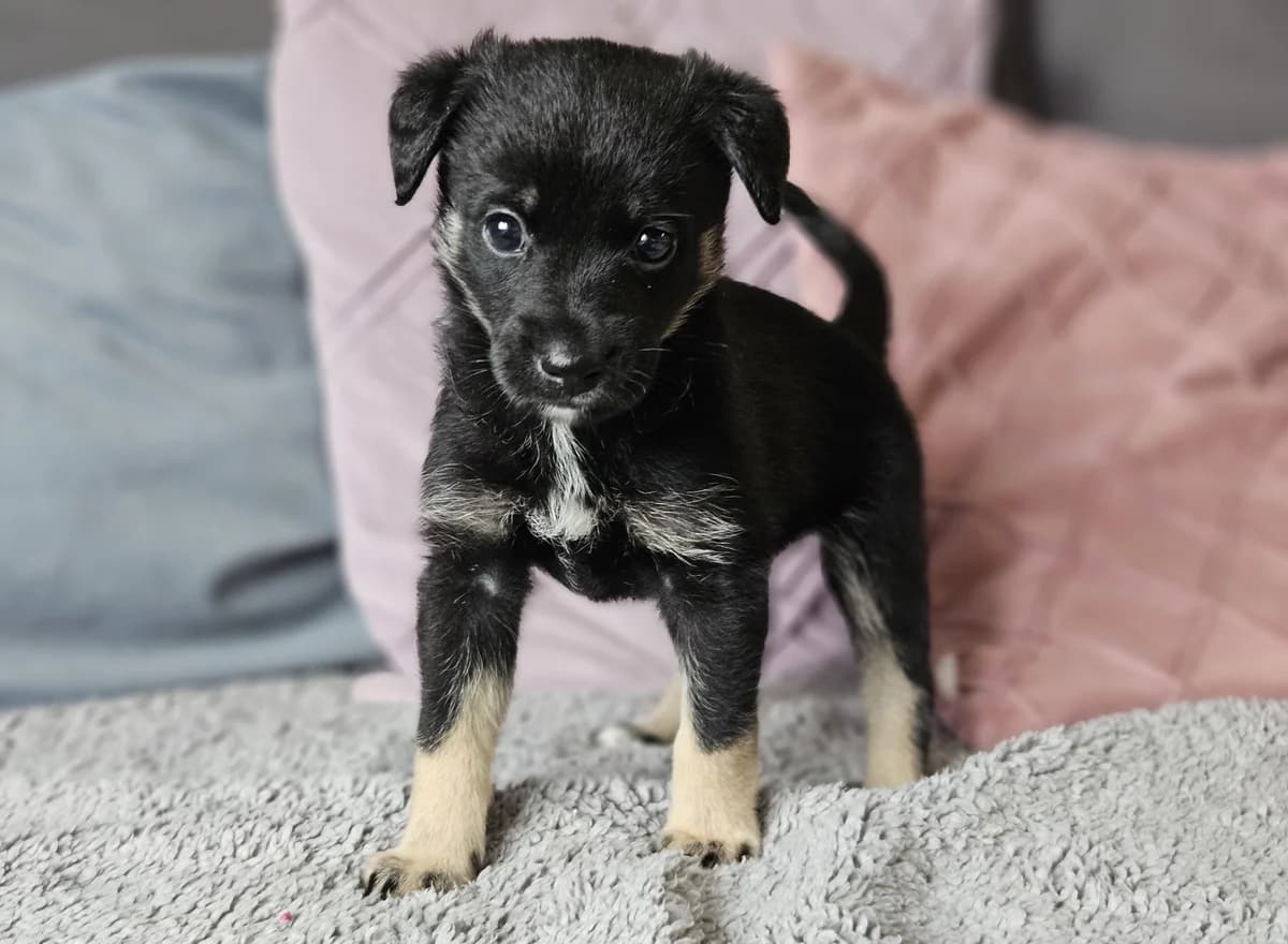 GUCIO DT, male puppy Mixed Breed for adoption at Schronisko Świdnica