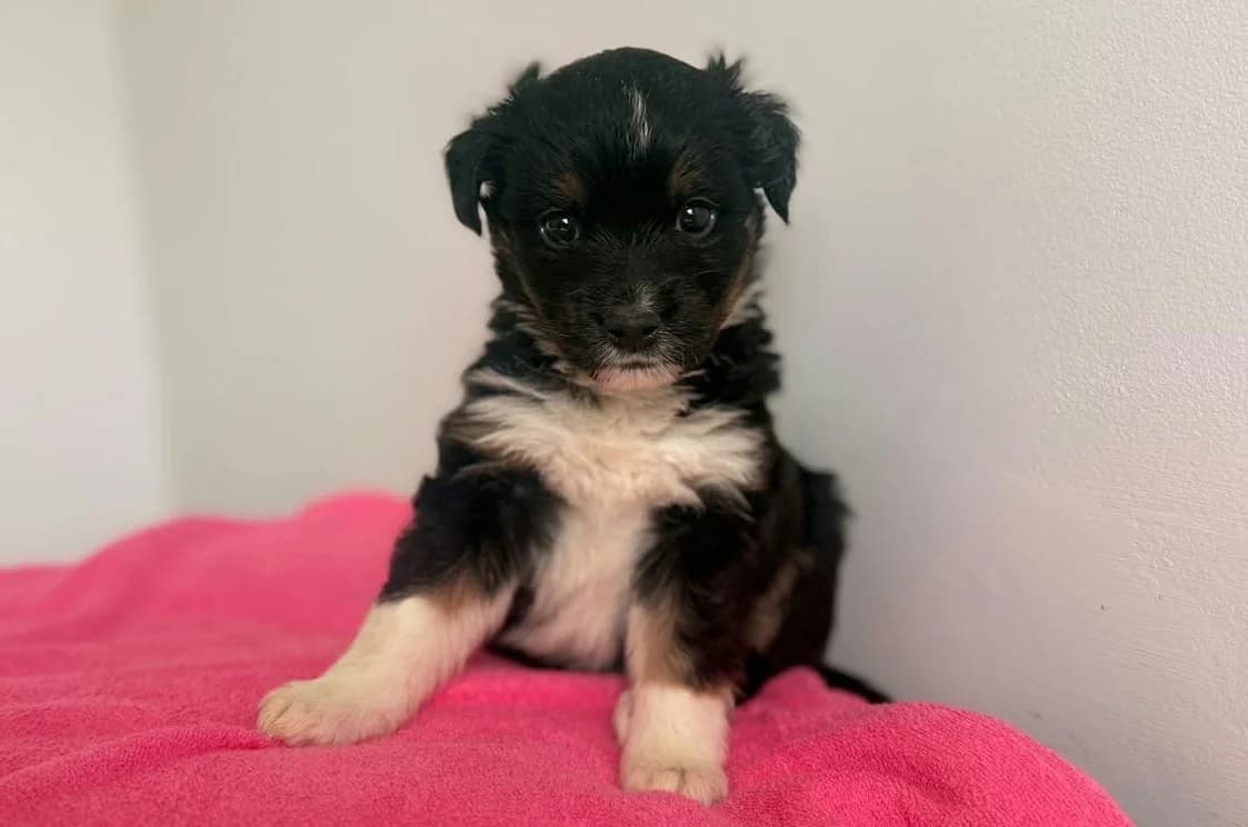 ZYZIO DT, male puppy Mixed Breed for adoption at Schronisko Świdnica