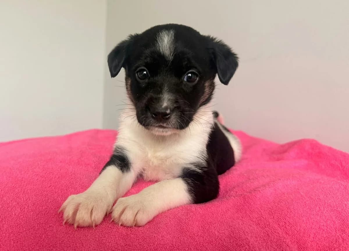 ISKIERKA DT, puppy Mixed Breed for adoption at Schronisko Świdnica