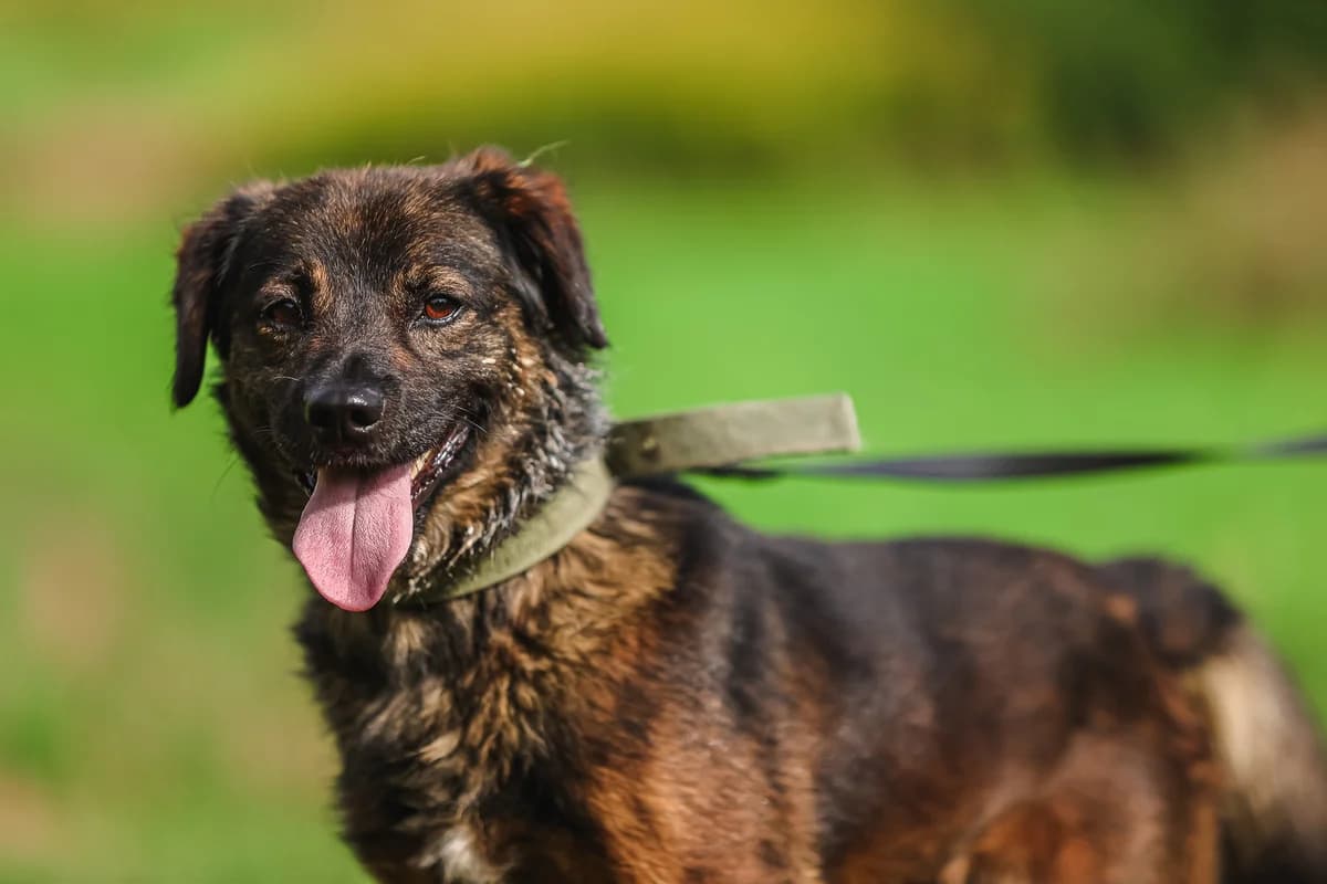 ARVIN, male 7yo Mixed Breed for adoption at Schronisko Świdnica